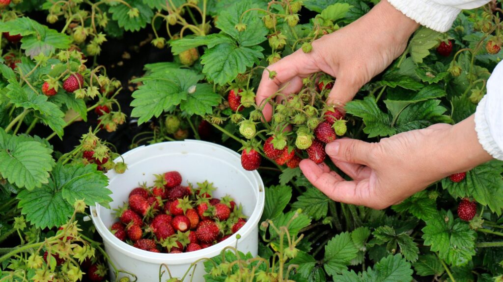 raccolta fragole