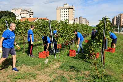 vendemmia24 4